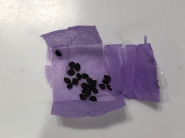朝顔の種
