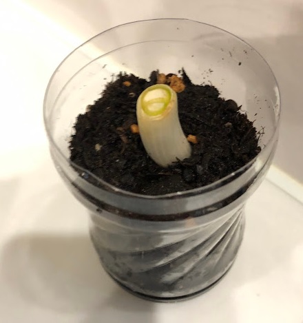 ネギ