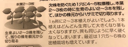 オクラ栽培の説明