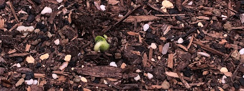 オクラの芽